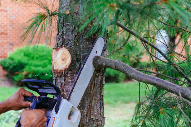 Trusted Cary, IL Tree Removal and Landscaping Services Experts